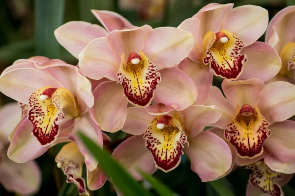 Grupo Bonito Cymbidium Rosa Claro Orchid Barco Centro Orchid Takdah — Fotografia de Stock