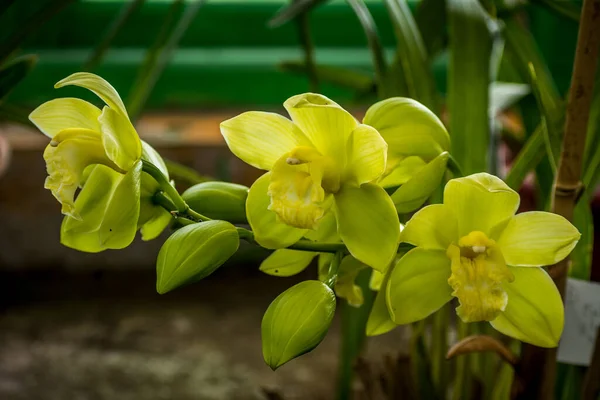 Cor Verde Clara Cymbidium Florescendo Takdah Orchid Center Darjeeling Bengala — Fotografia de Stock