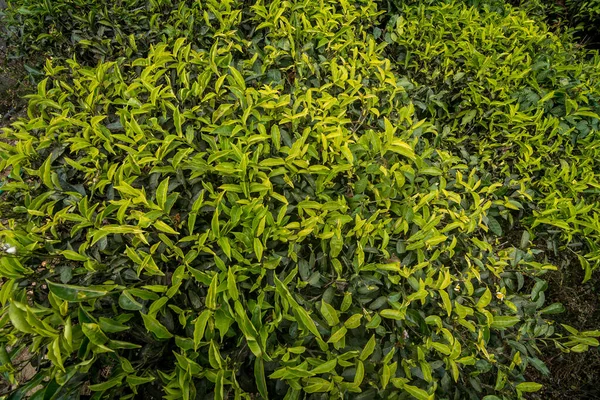 Świeże Zielone Liście Herbaty Rongli Rongliot Tea Estate Darjeeling Indie — Zdjęcie stockowe