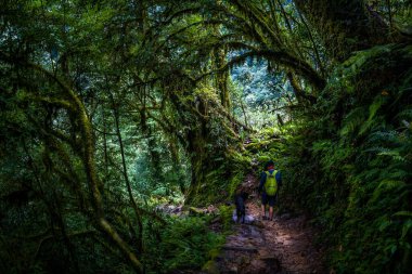 Bir köpek ünlü Goechala yürüyüşü sırasında Kanchenjunga Ulusal Parkı 'nın yemyeşil ormanında bir yürüyüşçüyü takip ediyor.