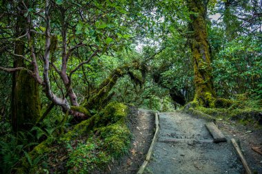 Hindistan, Sikkim 'in ünlü Goechala yürüyüşü sırasında yemyeşil doğada bir patika.
