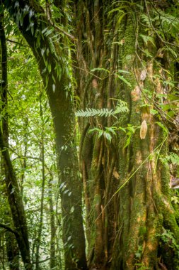 Batı Sikkim 'in sık ormanlarında bir sürü asalak bitkiyle boğulmuş bir çam ağacı gövdesi.
