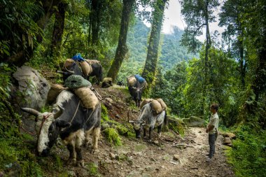 Batı Sikkim 'in ünlü Goechala Trek' i sırasında öküzlerinin yanında dinlenen bir çoban.