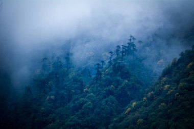Batı Sikkim 'in Tshoka köyündeki Himalayalar' ın yüksek ağaçlarında bulutlar süzülüyor.