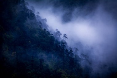 Bulutlar, Sikkim 'in Tshokha köyündeki Himalayalar' ın karanlık ormanlarında saklambaç oynuyor.