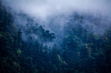 Sikkim 'in Tsokha köyünün dağ yamacındaki sık ormanın etrafında bulutlar dolaşıyor