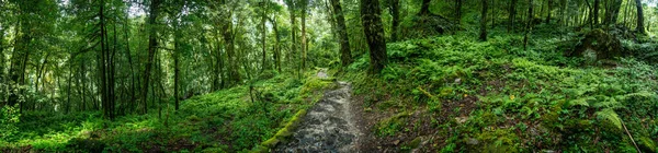 Bela Vista Panorâmica Uma Exuberante Floresta Verde Com Caminho Curvilíneo — Fotografia de Stock