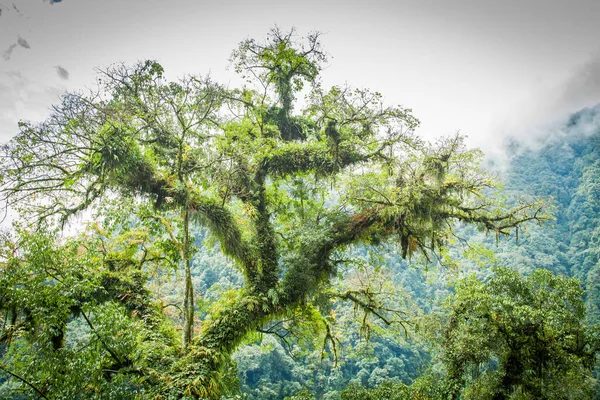 A tree full of parasitic plants stands in the Himalayan range of West Sikkim