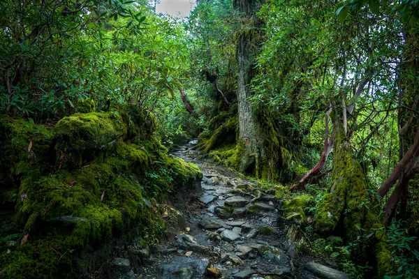 A wet path through the moss covered jungle of Kanchenjunga National Park