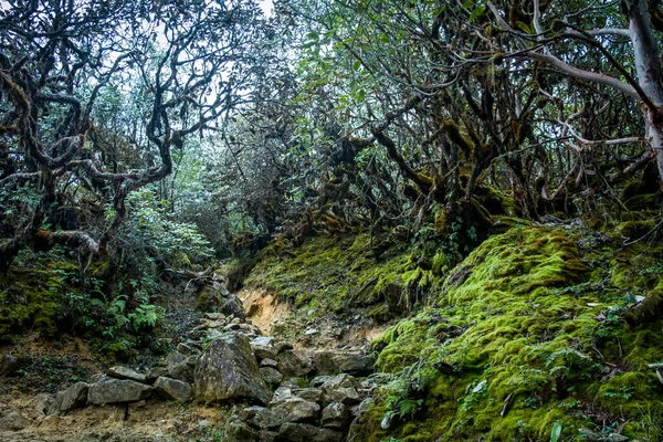 石でいっぱいの厳しいルートは 有名なGoechala Trekの間にKanchenjunga国立公園のシャクナゲの森を通っています — ストック写真