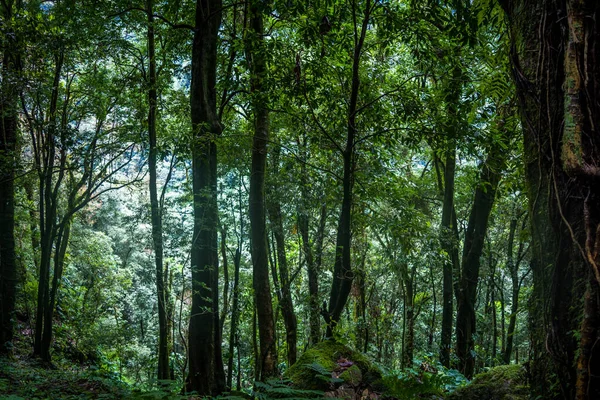 インド 西シキムの鬱蒼とした森の中 — ストック写真