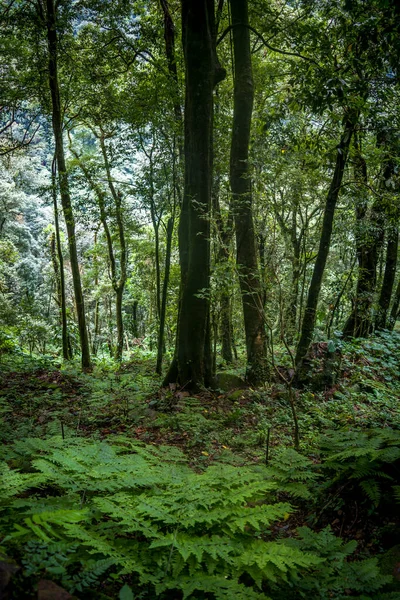 Intérieur Une Forêt Verdoyante Avec Mousse Fougères — Photo