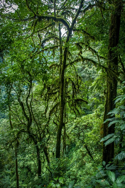 西キムの鬱蒼とした森の中に苔と藻類で覆われた木 — ストック写真