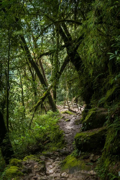 西シキムの緑豊かなジャングルを通って岩の道 — ストック写真