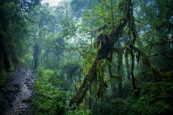 西シキムのジャングルを抜ける霧の道 — ストック写真