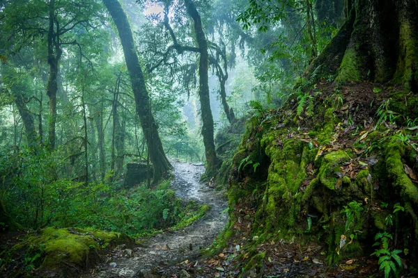 北シキムの霧深いヒマラヤの森を抜ける道 — ストック写真