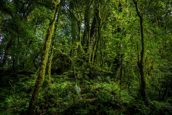 新鮮な太陽の光が西キムの緑豊かな森に落ちる — ストック写真