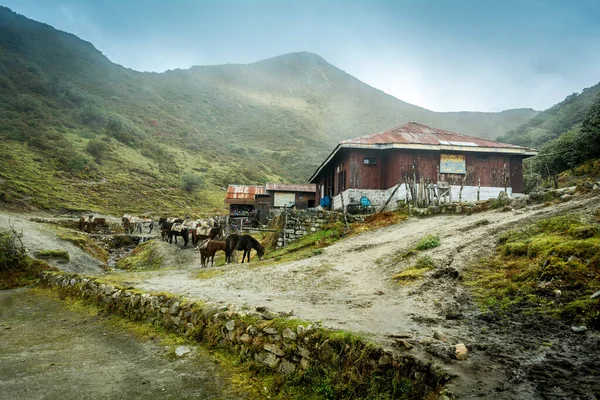 Cabañas Para Excursionistas Caballos Camping Dzongri Durante Nuestro Trek Goechala — Foto de Stock