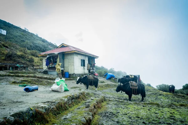 Yaks Getting Prepared Carrying Loads Foggy Morning Dzongri Trekkers Hut — Φωτογραφία Αρχείου