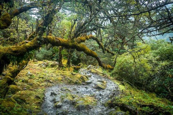 西シッキム州光州の金川近くの新鮮な苔と藻類で覆われた曲がりくねった道と木の枝を持つ美しい森の風景 — ストック写真