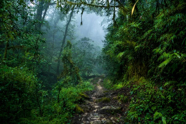 Landscape Misty Forest Trail Famous Goechala Trek West Sikkim Stock Picture