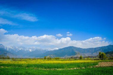 Arka planda karla kaplı dağlar ve Pahalgam, Jammu ve Kashmir yolunda görünen açık mavi gökyüzü ile güzel hardal tarlaları.