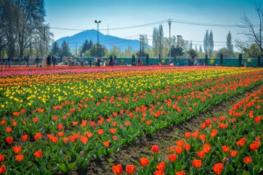 Lale bahçesi, Srinagar, Hindistan: 31 Mart 2018 - insanlar güneşli bir öğleden sonra lale bahçesini ziyaret edip tam teşekküllü lüzyonların tadını çıkarıyorlar.