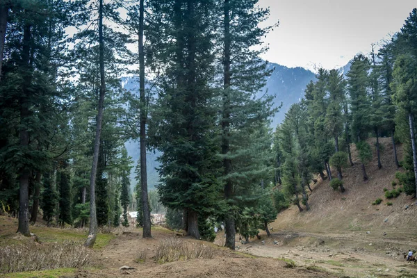 Pine Forest Way Baisaran Valley Pahalgam Which Called Mini Switzerland — Stock Photo, Image