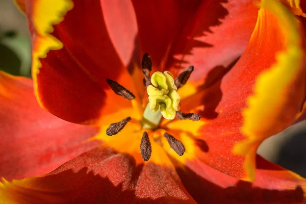 Visão Perto Uma Flor Tulipa Condição Florescida Cheia Jardim Tulipa — Fotografia de Stock
