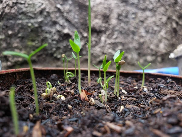 Nowe Życie Nasion Chili Rosnących Żyznej Glebie — Zdjęcie stockowe