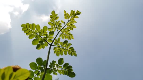 Primo Piano Foglie Moringa Con Uno Sfondo Cielo Blu Perfetto — Video Stock