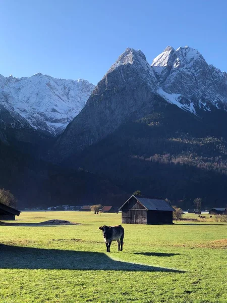 Vista Deslumbrante Montanhas Cobertas Neve Uma Vaca Garmisch Alemanha — Fotografia de Stock