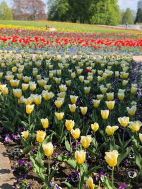 Avrupa 'da lale sahası