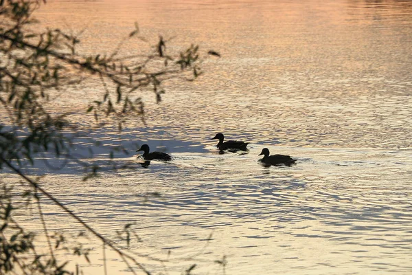 Photo duck hunting at dawn