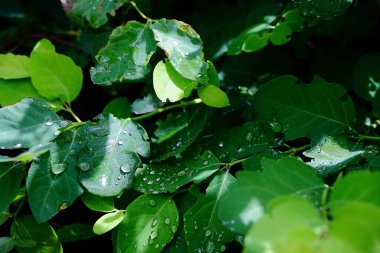 Taze taze taze yapraklar.