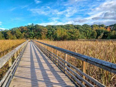 Burlington, ON, Kanada 14 Ekim 2024: Tahta tahta kaldırım, parçalı bulutlu bir gökyüzünün altında sonbahar renklerinin erken olduğu bir ormana doğru uzanıyor...