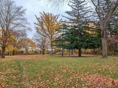 Toronto, Kanada 'da canlı sonbahar ağaçlarıyla çevrili yeşil bir çimenliğin kenarını kıvrımlı bir patika takip ediyor..