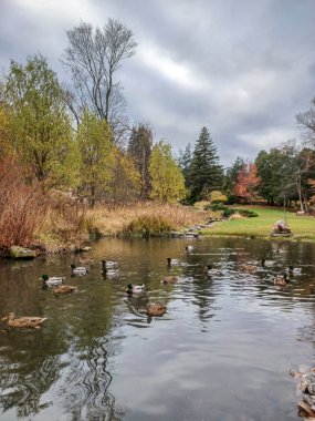 Ördekler Toronto 'daki sakin park ortamında sonbahar ağaçlarıyla çevrili huzurlu bir göletin kıyısında toplanıyor...