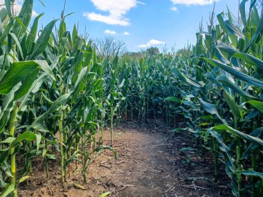 Toronto, ON, Kanada 9 Eylül 2024: Güneşli bir mısır labirenti yolu açık mavi bir gökyüzü altında, dağınık bulutlar altında uzun yeşil sapların arasından esiyor...