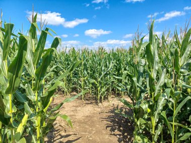 Toronto, ON, Kanada 9 Eylül 2024: Güneşli bir mısır labirenti yolu açık mavi bir gökyüzü altında, dağınık bulutlar altında uzun yeşil sapların arasından esiyor...
