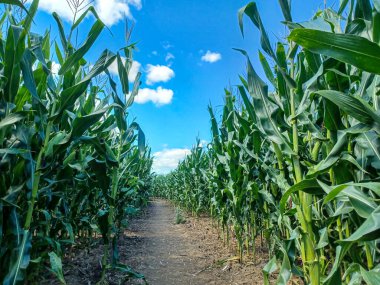 A sunny corn maze path winds through tall green stalks under a bright blue sky with scattered clouds.