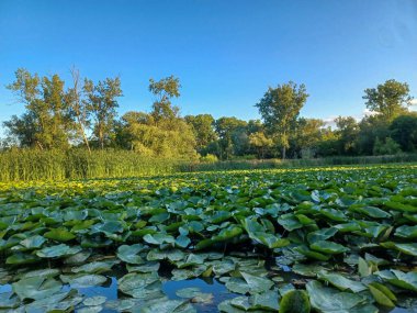  View of the Humber River under a clear blue summer sky.