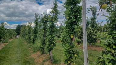 Neat rows of fruit trees grow in an orchard under a bright, sunny sky with scattered white clouds, ready for harvest.
