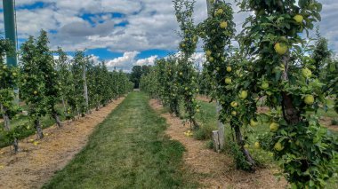 Neat rows of fruit trees grow in an orchard under a bright, sunny sky with scattered white clouds, ready for harvest.
