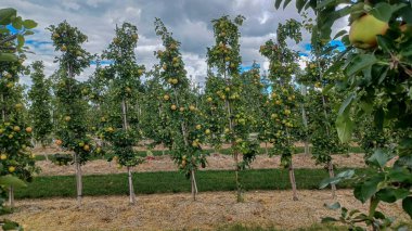 Neat rows of fruit trees grow in an orchard under a bright, sunny sky with scattered white clouds, ready for harvest.