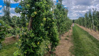 Neat rows of fruit trees grow in an orchard under a bright, sunny sky with scattered white clouds, ready for harvest.