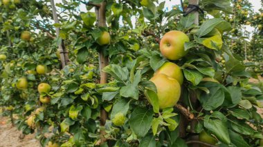 Neat rows of fruit trees grow in an orchard under a bright, sunny sky with scattered white clouds, ready for harvest.