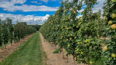 Neat rows of fruit trees grow in an orchard under a bright, sunny sky with scattered white clouds, ready for harvest.