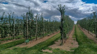 Neat rows of fruit trees grow in an orchard under a bright, sunny sky with scattered white clouds, ready for harvest.