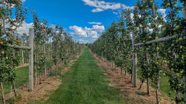Neat rows of fruit trees grow in an orchard under a bright, sunny sky with scattered white clouds, ready for harvest.